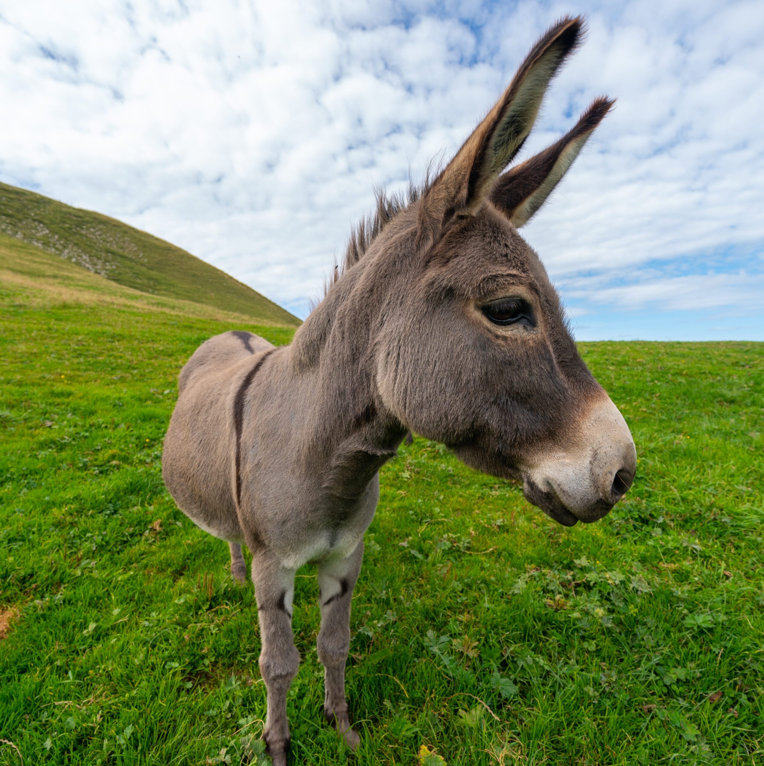 donkey on hill